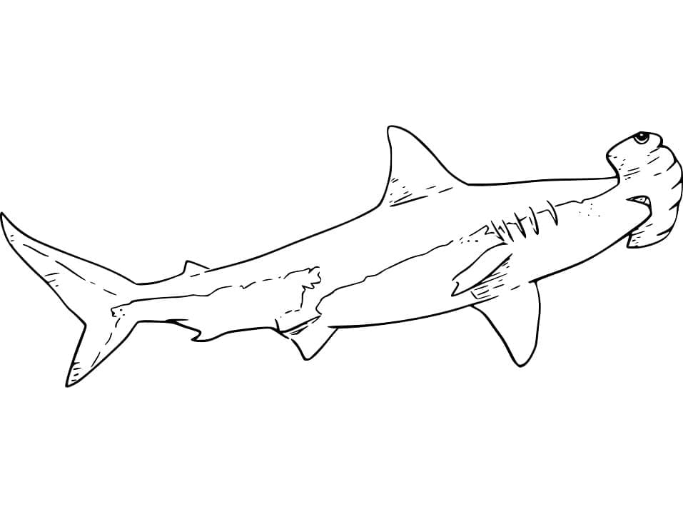 Free printable Hammerhead shark coloring page #221004 from Animals collection Free printable Hammerhead shark coloring page #221004 from Animals collection