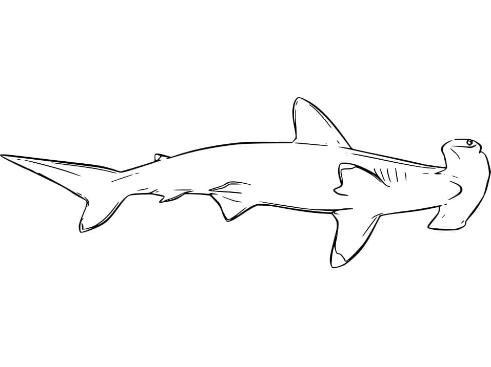 Free printable Hammerhead shark coloring page #221008 from Animals collection Free printable Hammerhead shark coloring page #221008 from Animals collection