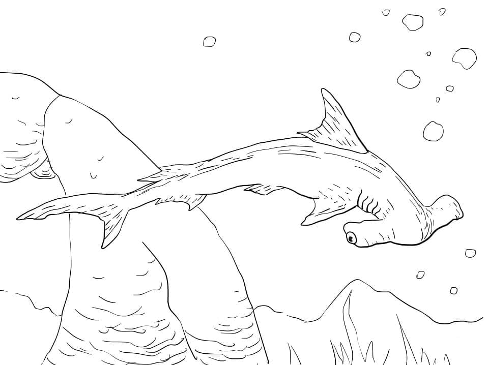 Free printable Hammerhead shark coloring page #221013 from Animals collection