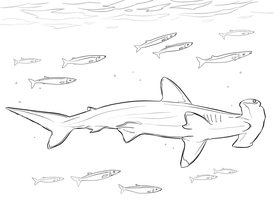 Free printable Hammerhead shark coloring page #221014 from Animals collection