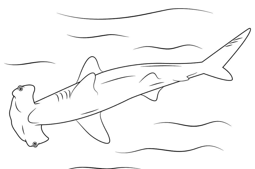 Free printable Hammerhead shark coloring page #221020 from Animals collection