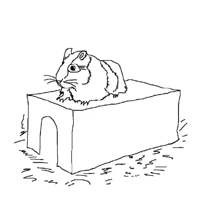Free printable Hamster coloring page #188839 from Animals collection
