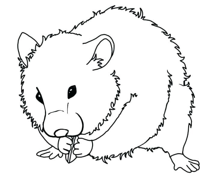 Free printable Hamster coloring page #188852 from Animals collection Free printable Hamster coloring page #188852 from Animals collection