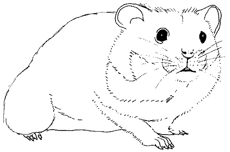 Hamster 8011 Animals Printable Coloring Pages