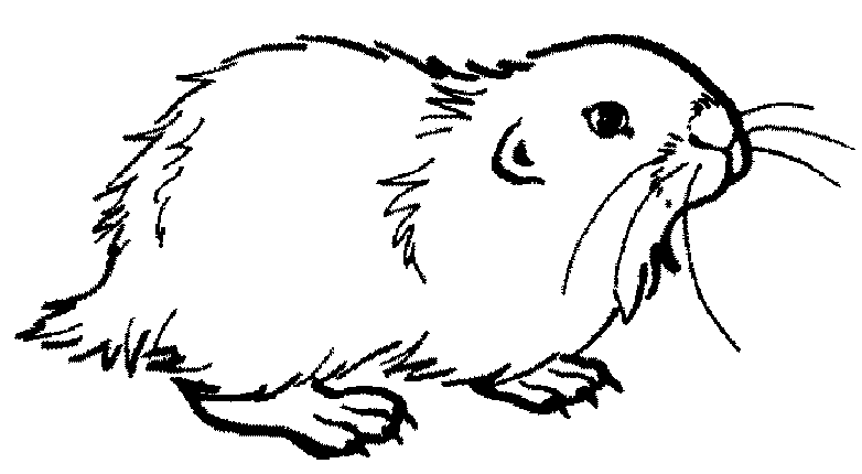 Coloring page: Hamster (Animals) #8039 - Free Printable Coloring Pages