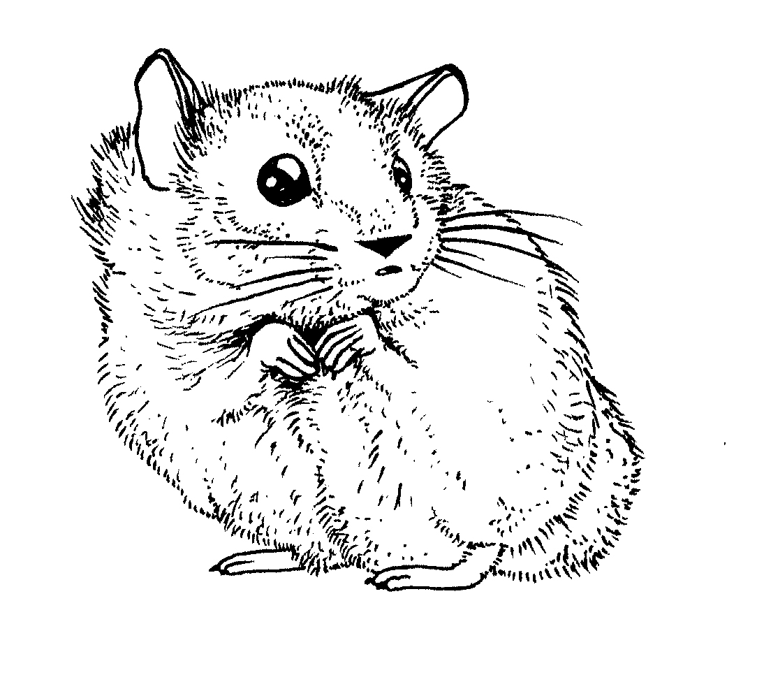 Coloring page: Hamster (Animals) #8042 - Free Printable Coloring Pages