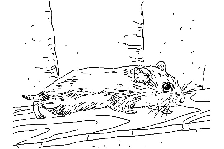 Coloring page: Hamster (Animals) #8120 - Free Printable Coloring Pages