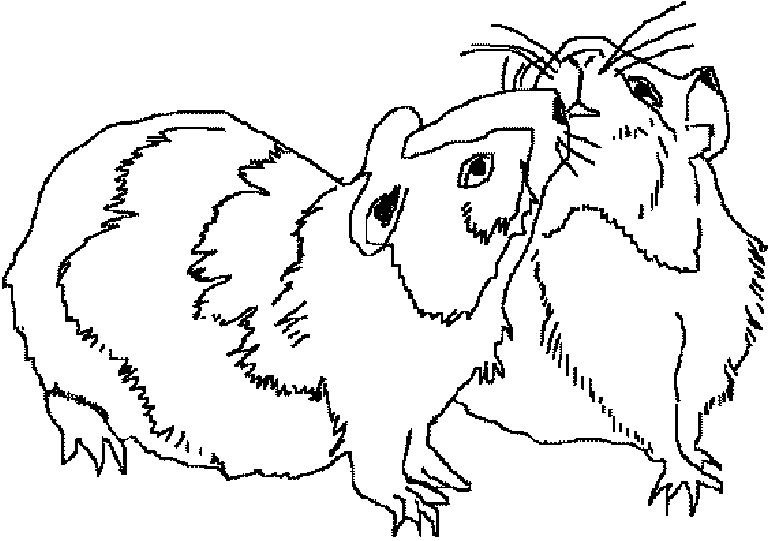 Coloring page: Hamster (Animals) #8127 - Free Printable Coloring Pages