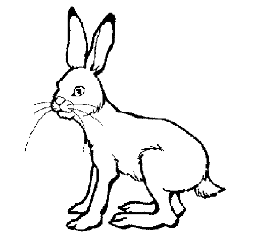 Coloring page: Hare (Animals) #10078 - Free Printable Coloring Pages