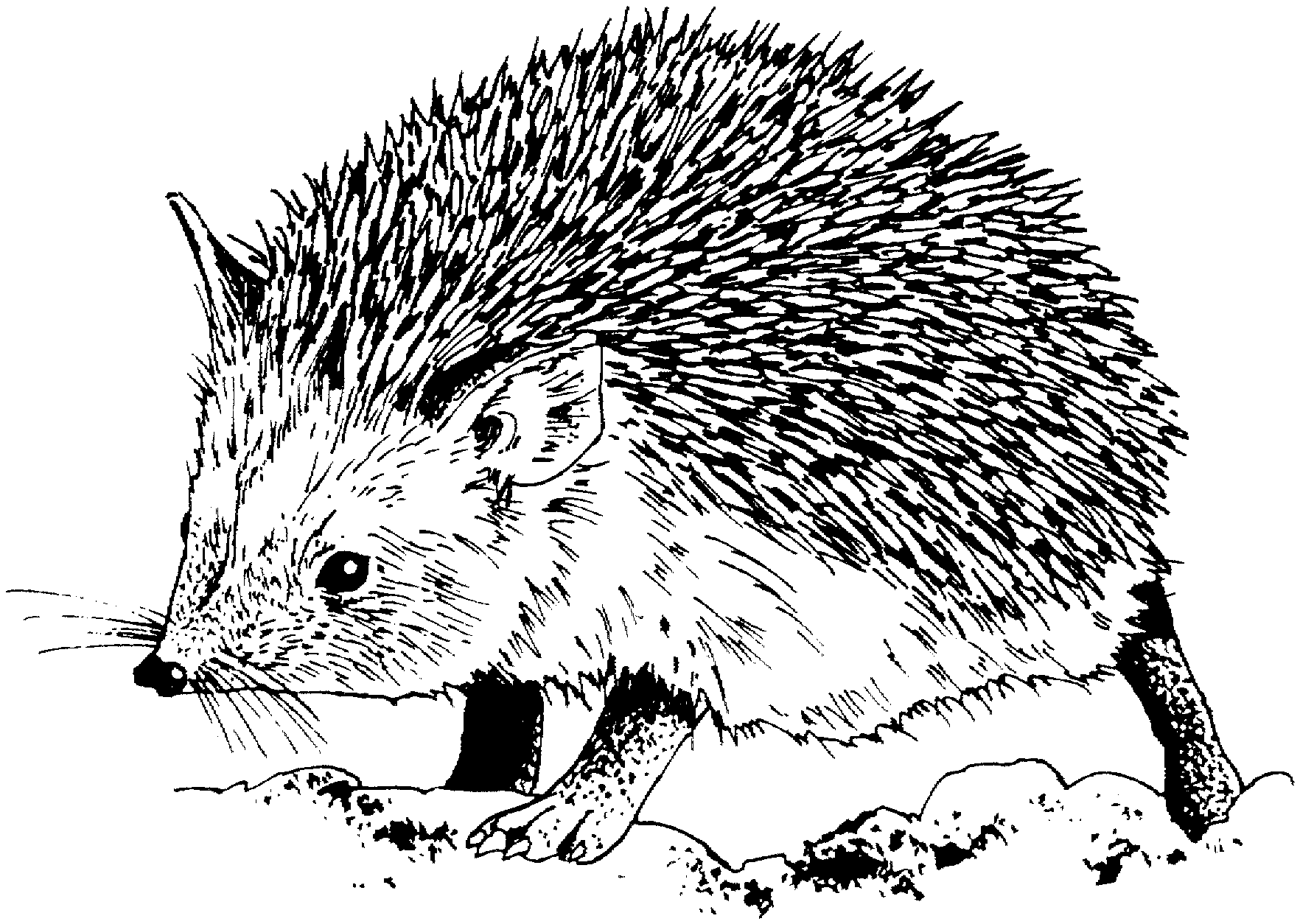 Coloring page: Hedgehog (Animals) #8302 - Free Printable Coloring Pages