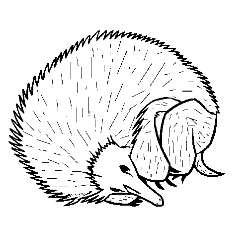 Coloring page: Hedgehog (Animals) #8349 - Free Printable Coloring Pages