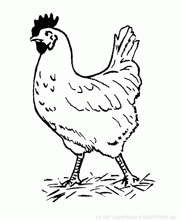 Coloring page: Hen (Animals) #17427 - Free Printable Coloring Pages
