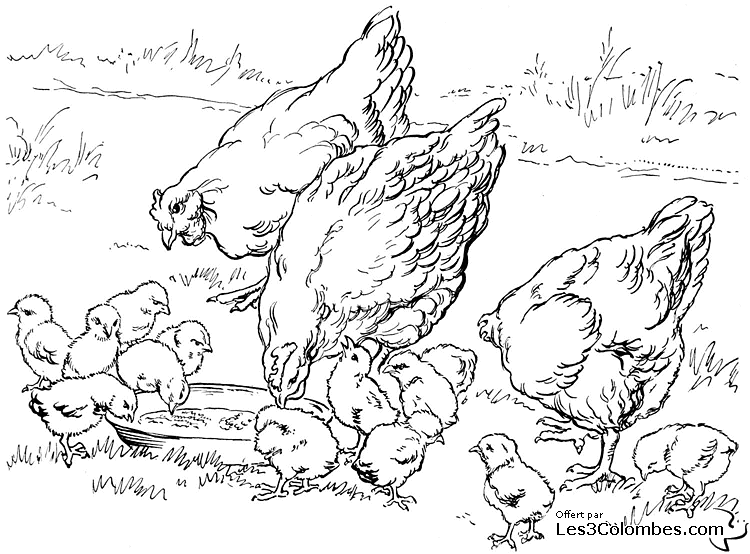 Coloring page: Hen (Animals) #17519 - Free Printable Coloring Pages