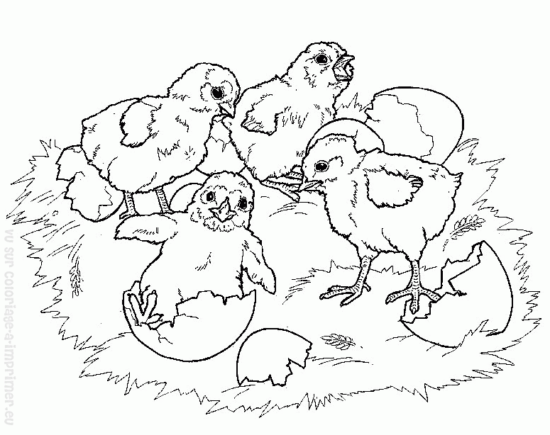 Coloring page: Hen (Animals) #17547 - Free Printable Coloring Pages