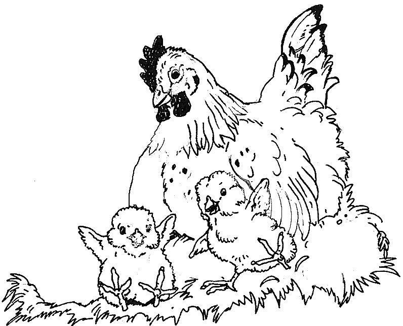 Coloring page: Hen (Animals) #17620 - Free Printable Coloring Pages