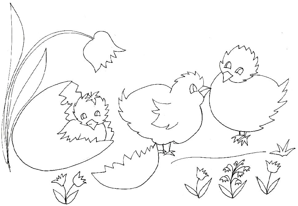 Free printable Hen and Chick coloring page #193168 from Animals collection Free printable Hen and Chick coloring page #193168 from Animals collection