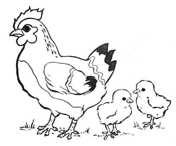 Free printable Hen and Chick coloring page #193173 from Animals collection