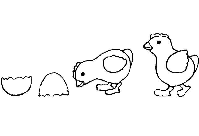 Free printable Hen and Chick coloring page #193174 from Animals collection Free printable Hen and Chick coloring page #193174 from Animals collection
