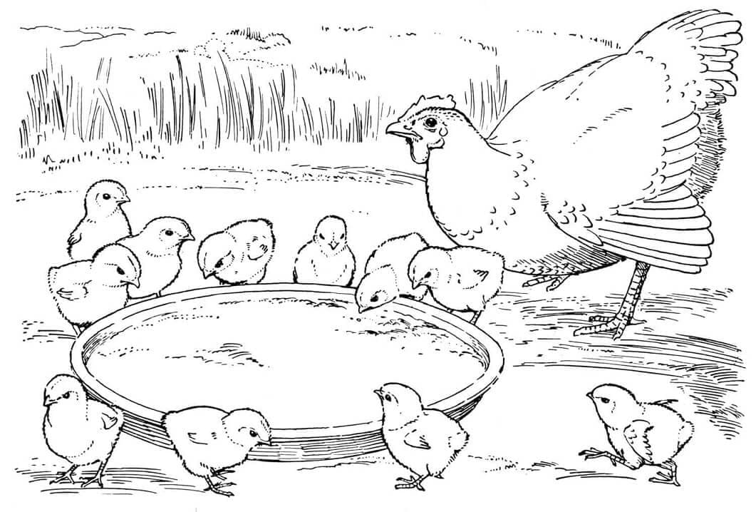 Free printable Hen and Chick coloring page #193207 from Animals collection Free printable Hen and Chick coloring page #193207 from Animals collection