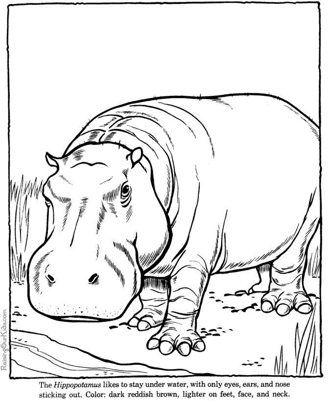 Coloring page: Hippopotamus (Animals) #8656 - Free Printable Coloring Pages