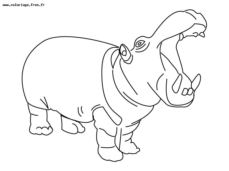 Coloring page: Hippopotamus (Animals) #8663 - Free Printable Coloring Pages