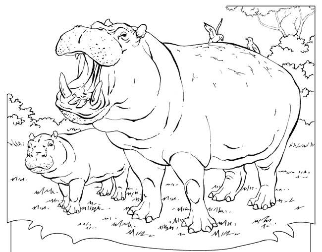 Coloring page: Hippopotamus (Animals) #8690 - Free Printable Coloring Pages