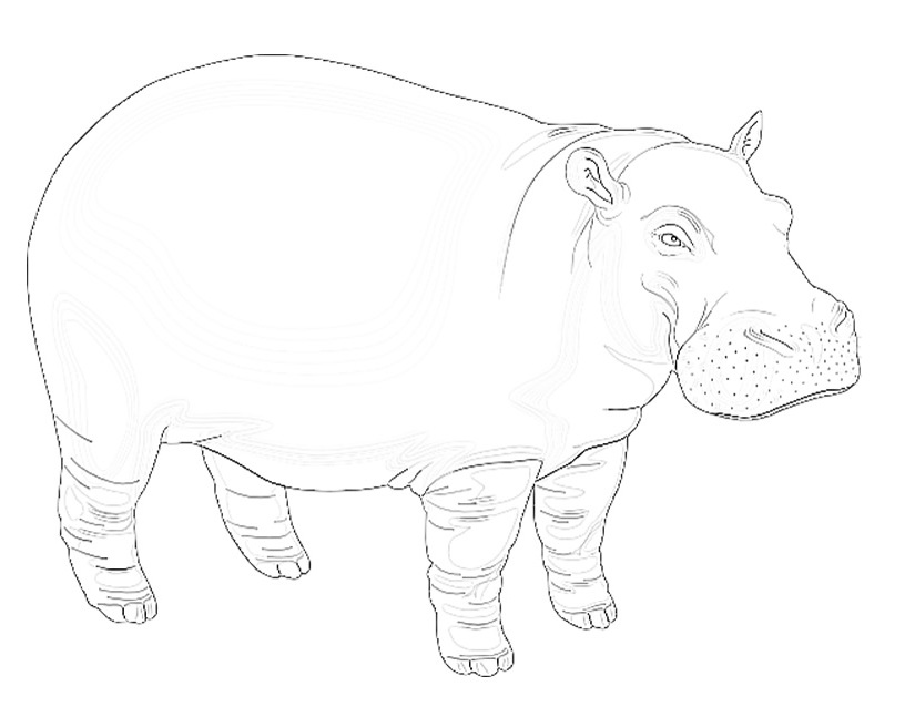 Coloring page: Hippopotamus (Animals) #8702 - Free Printable Coloring Pages