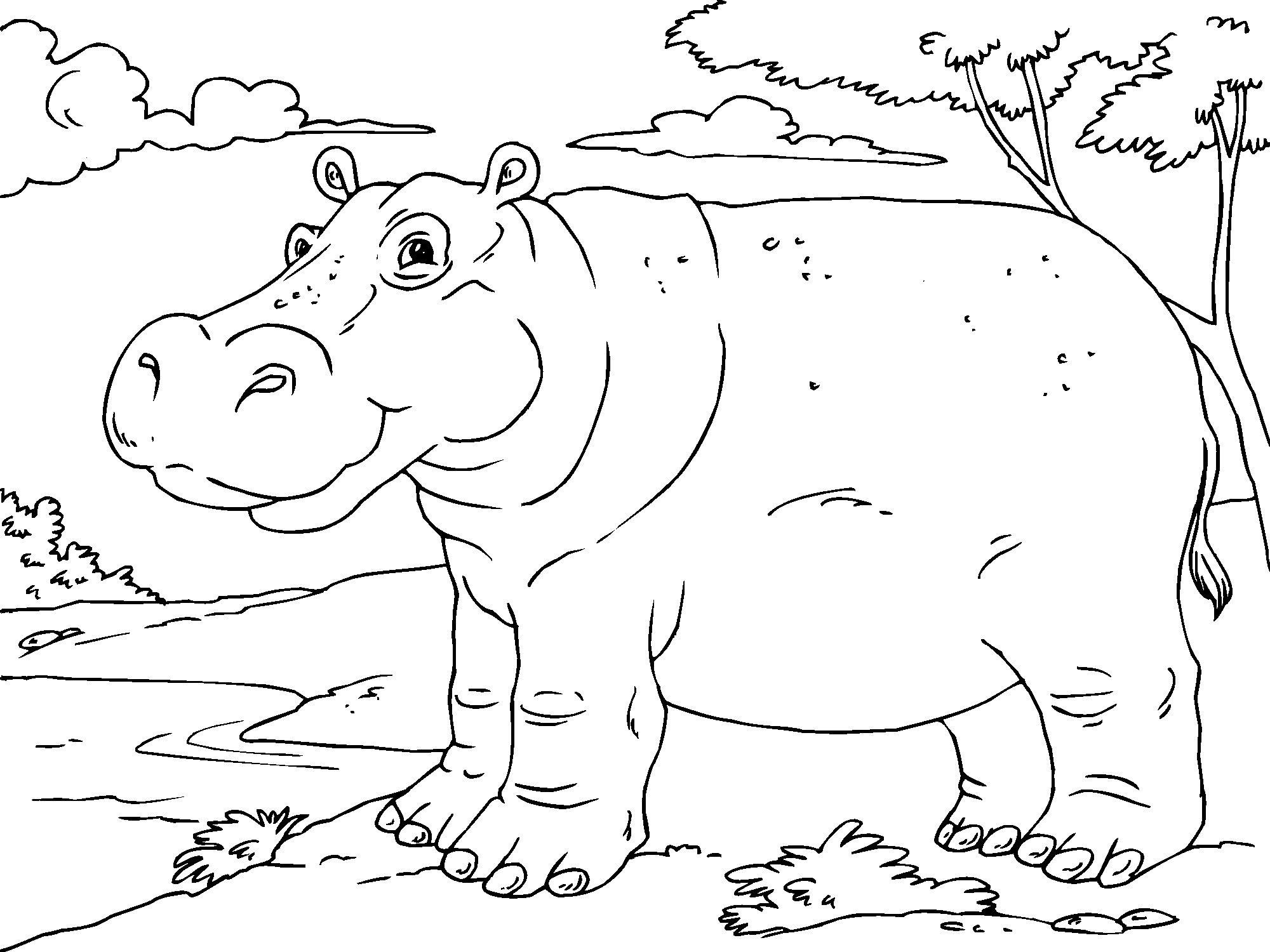 Coloring page: Hippopotamus (Animals) #8735 - Free Printable Coloring Pages