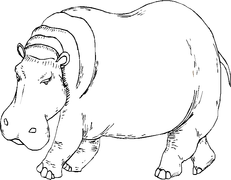 Coloring page: Hippopotamus (Animals) #8745 - Free Printable Coloring Pages