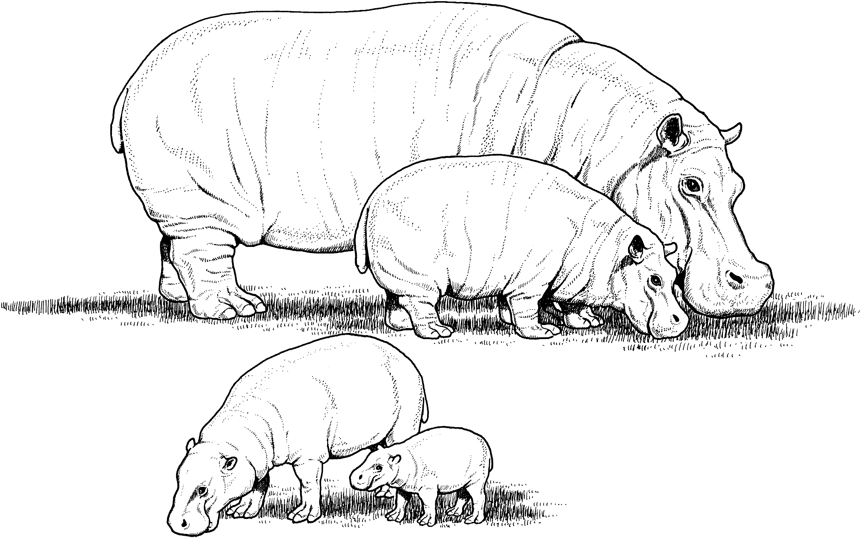 Coloring page: Hippopotamus (Animals) #8757 - Free Printable Coloring Pages