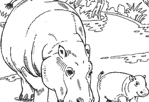 Coloring page: Hippopotamus (Animals) #8769 - Free Printable Coloring Pages