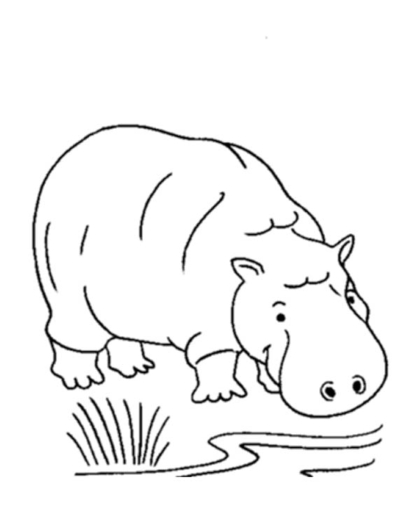 Coloring page: Hippopotamus (Animals) #8804 - Free Printable Coloring Pages