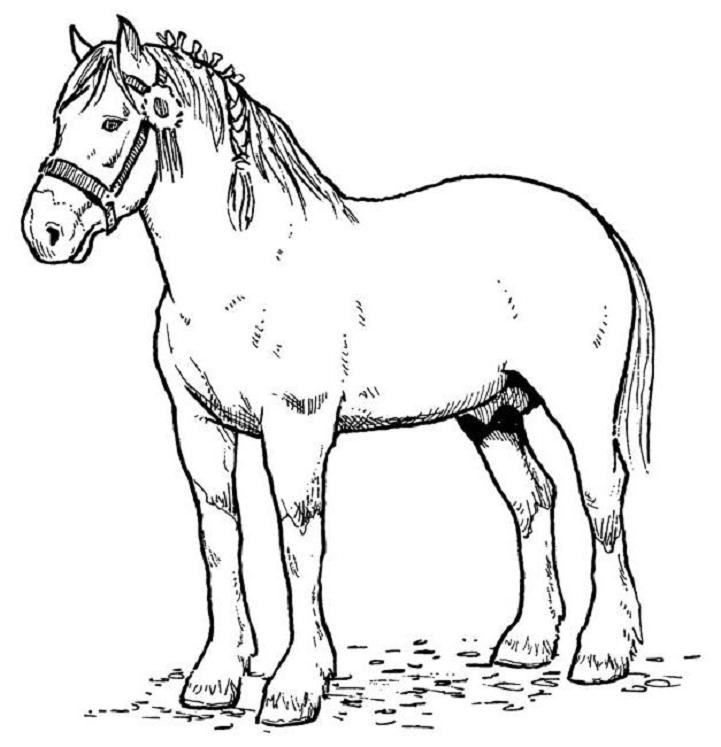 drawing horse 2168 animals printable coloring pages