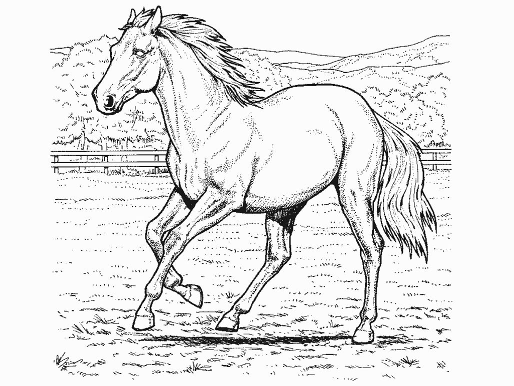 Coloring page: Horse (Animals) #2174 - Free Printable Coloring Pages