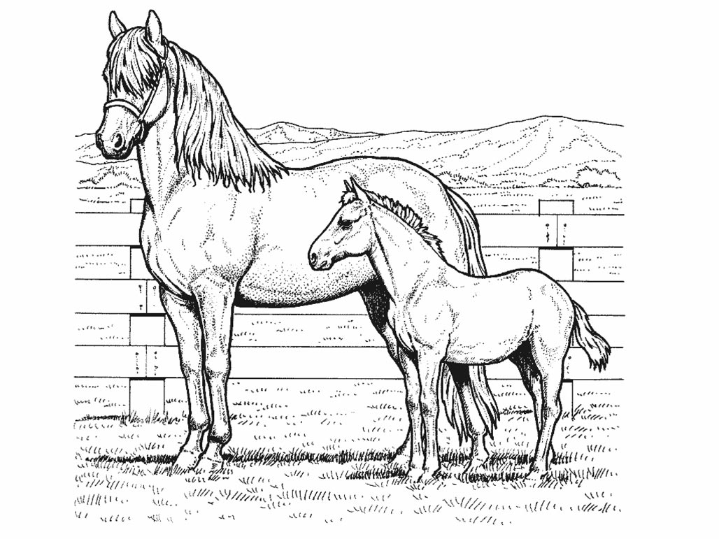 drawing-horse-2185-animals-printable-coloring-pages