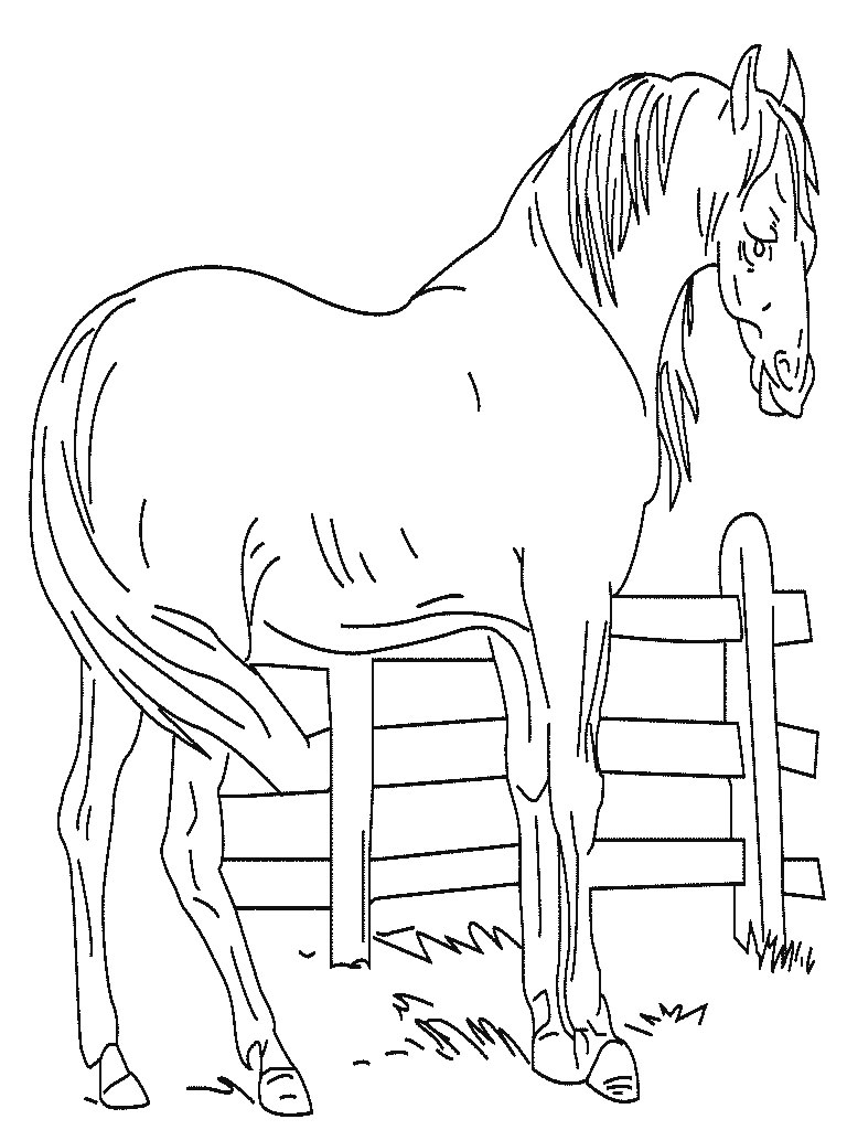 drawing horse 2207 animals printable coloring pages