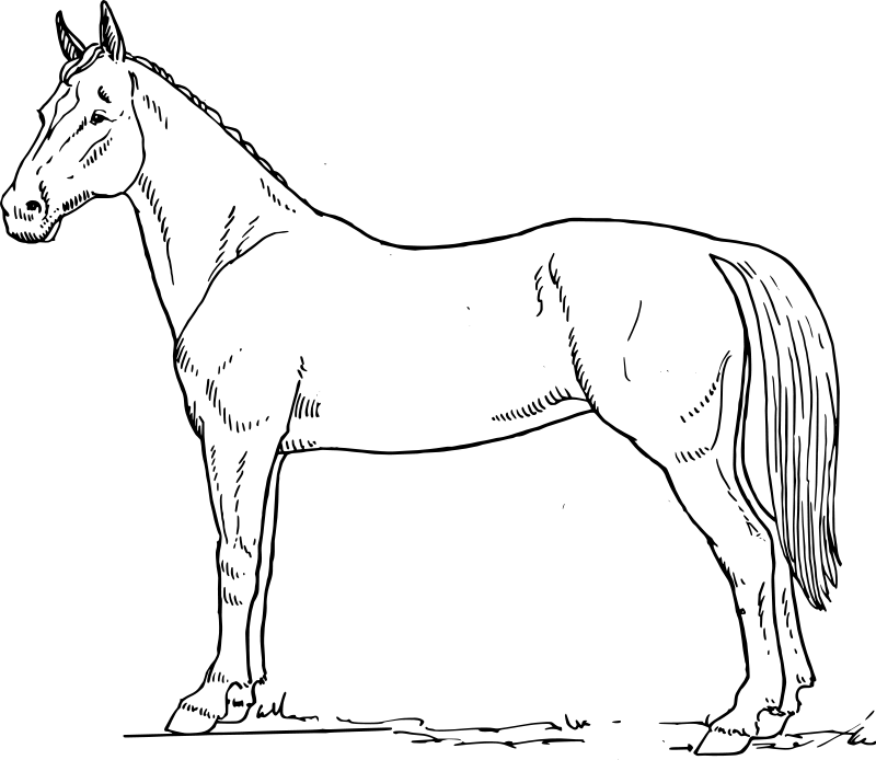 Drawing Horse #2256 (Animals) – Printable coloring pages