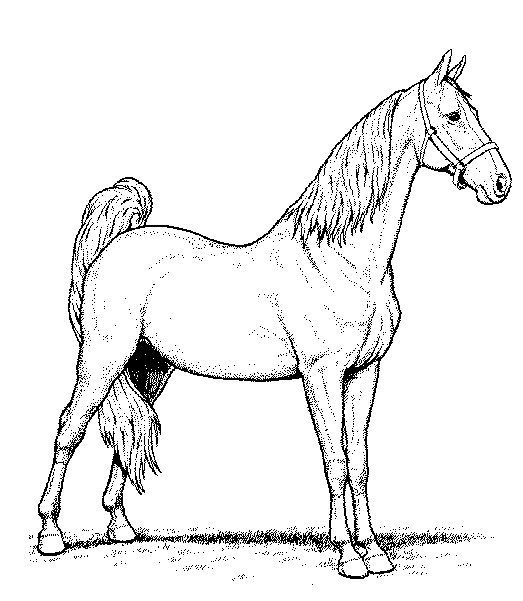 Coloring page: Horse (Animals) #2355 - Free Printable Coloring Pages