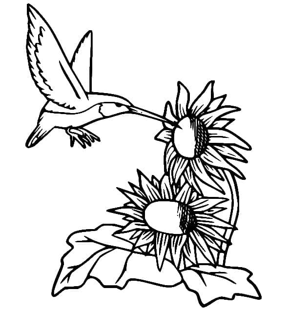 Free printable Humming-bird coloring page #208591 from Animals collection Free printable Humming-bird coloring page #208591 from Animals collection