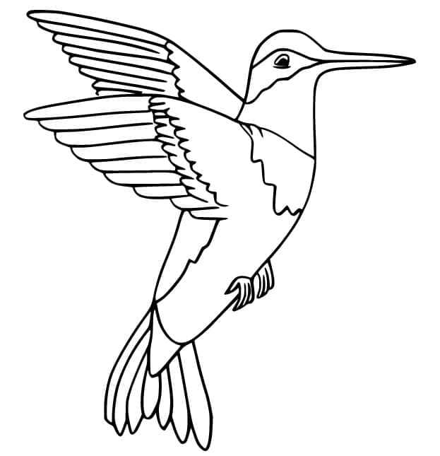 Free printable Humming-bird coloring page #208594 from Animals collection Free printable Humming-bird coloring page #208594 from Animals collection