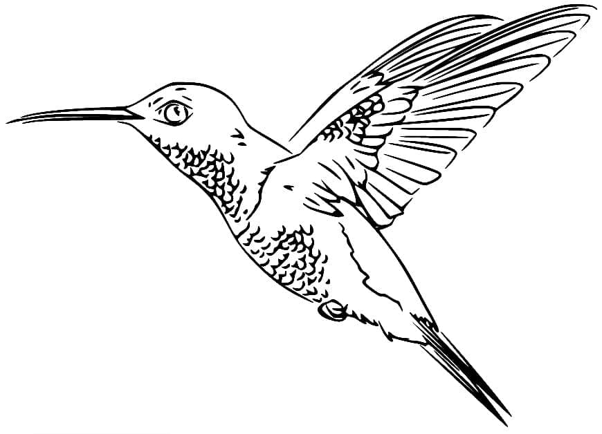 Free printable Humming-bird coloring page #208596 from Animals collection