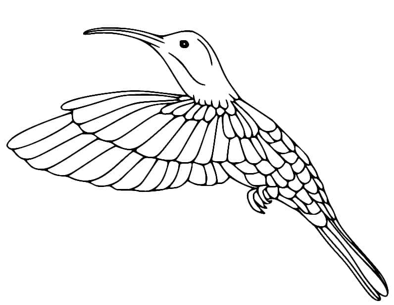 Free printable Humming-bird coloring page #208607 from Animals collection