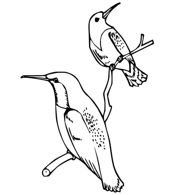 Free printable Humming-bird coloring page #208611 from Animals collection Free printable Humming-bird coloring page #208611 from Animals collection