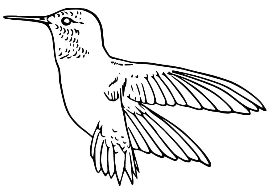 Free printable Humming-bird coloring page #208618 from Animals collection