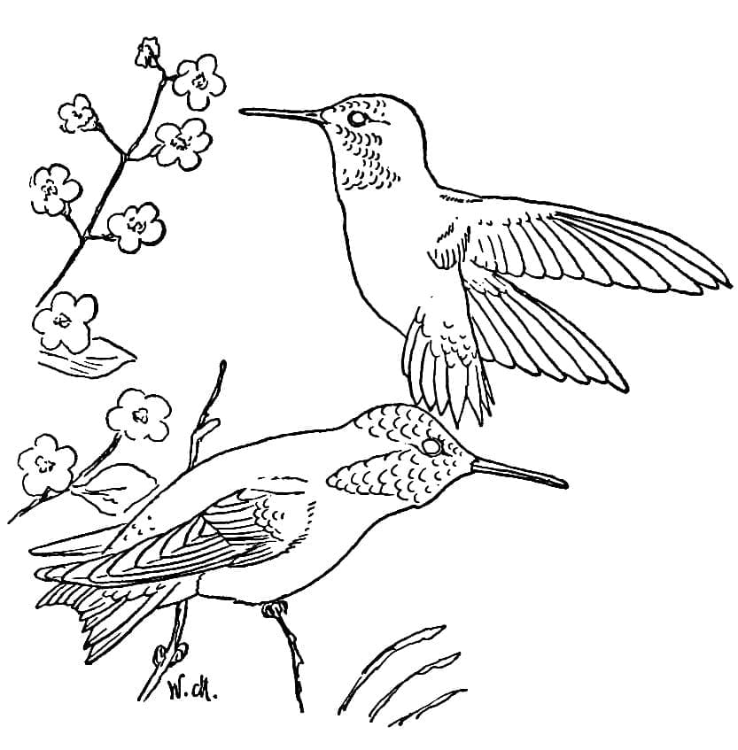 Free printable Humming-bird coloring page #208619 from Animals collection Free printable Humming-bird coloring page #208619 from Animals collection