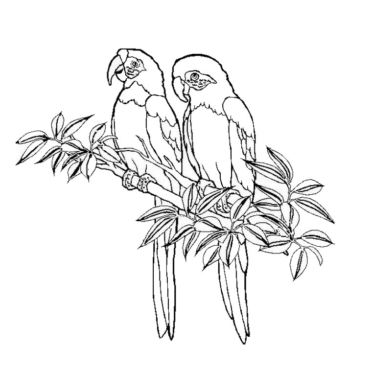 Coloring page: Humming-bird (Animals) #3800 - Free Printable Coloring Pages