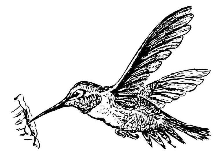Coloring page: Humming-bird (Animals) #3802 - Free Printable Coloring Pages