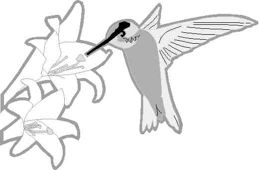 Coloring page: Humming-bird (Animals) #3807 - Free Printable Coloring Pages