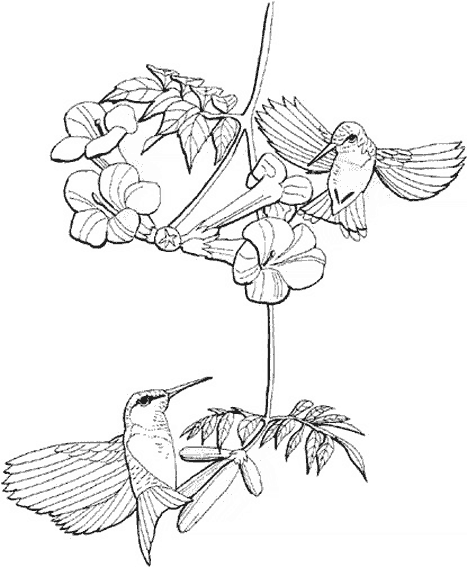 Coloring page: Humming-bird (Animals) #3814 - Free Printable Coloring Pages