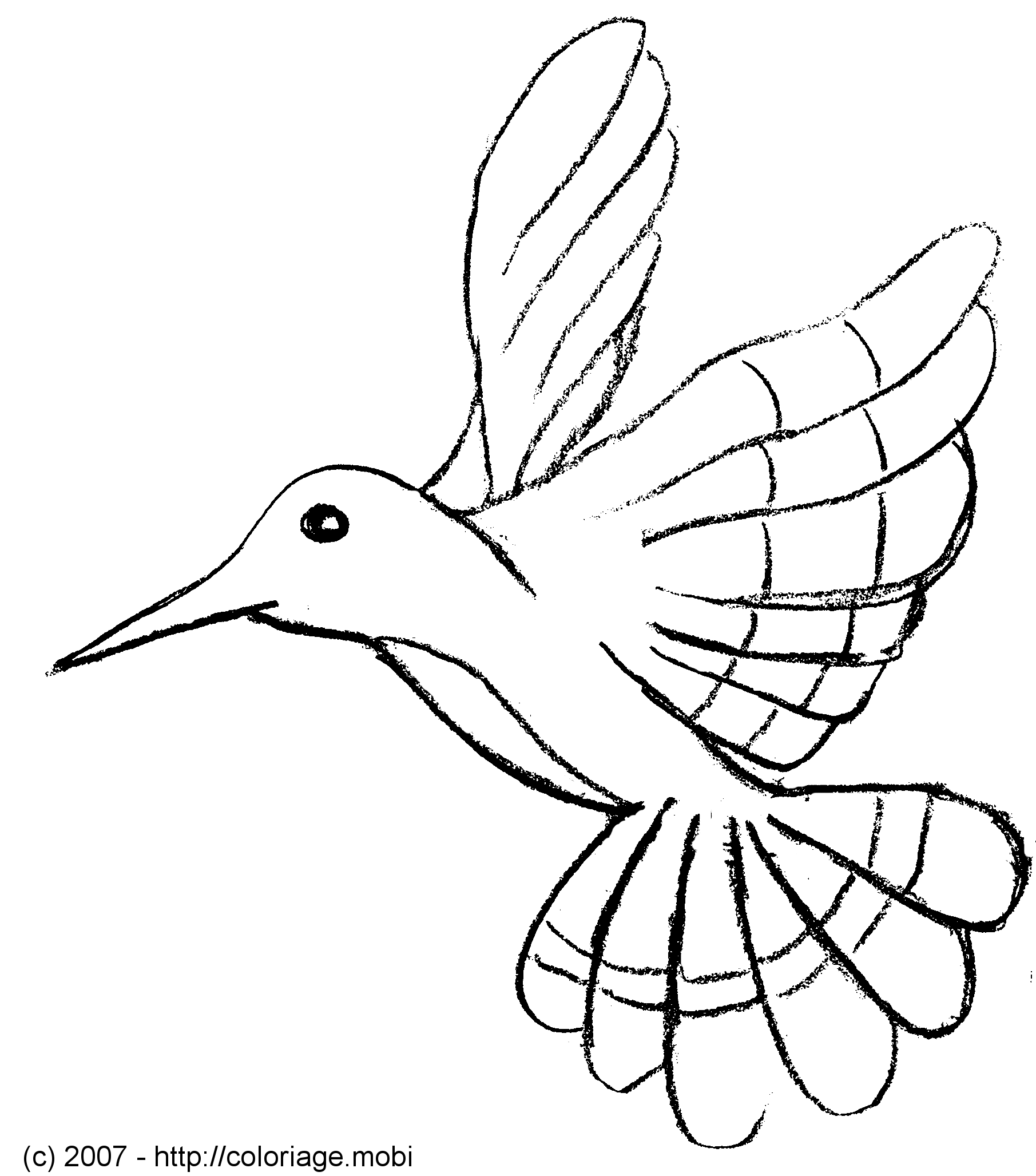 Coloring page: Humming-bird (Animals) #3818 - Free Printable Coloring Pages
